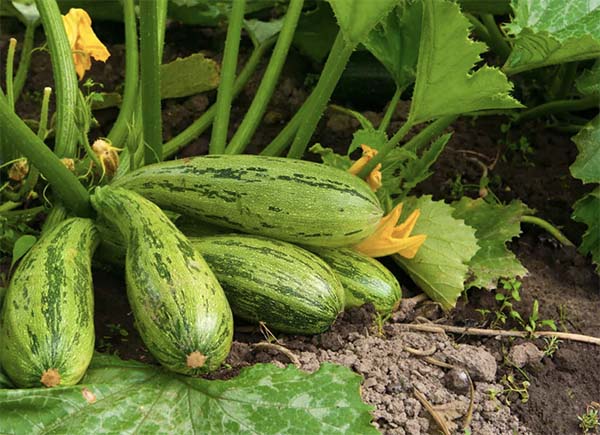 tips for growing squash